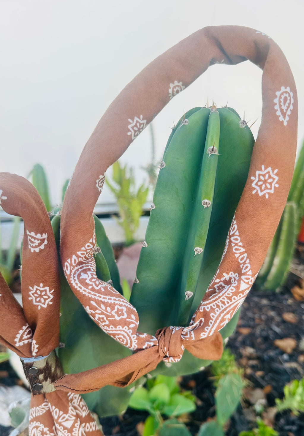 5- Terracotta Mix Bandanas